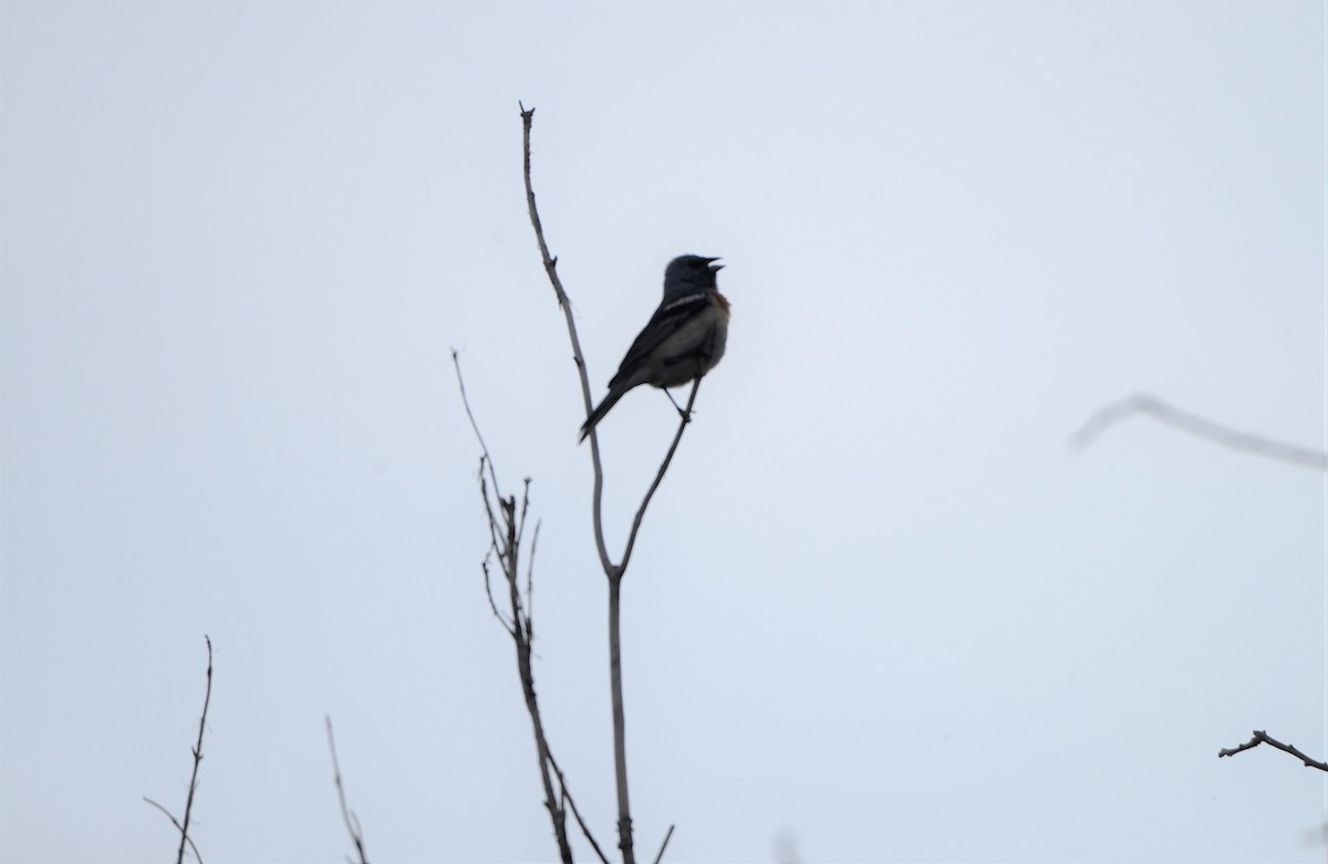 Lazuli Bunting - ML584896521