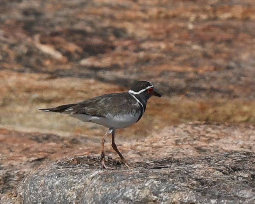 Three-banded Plover (Madagascar) - ML584896631