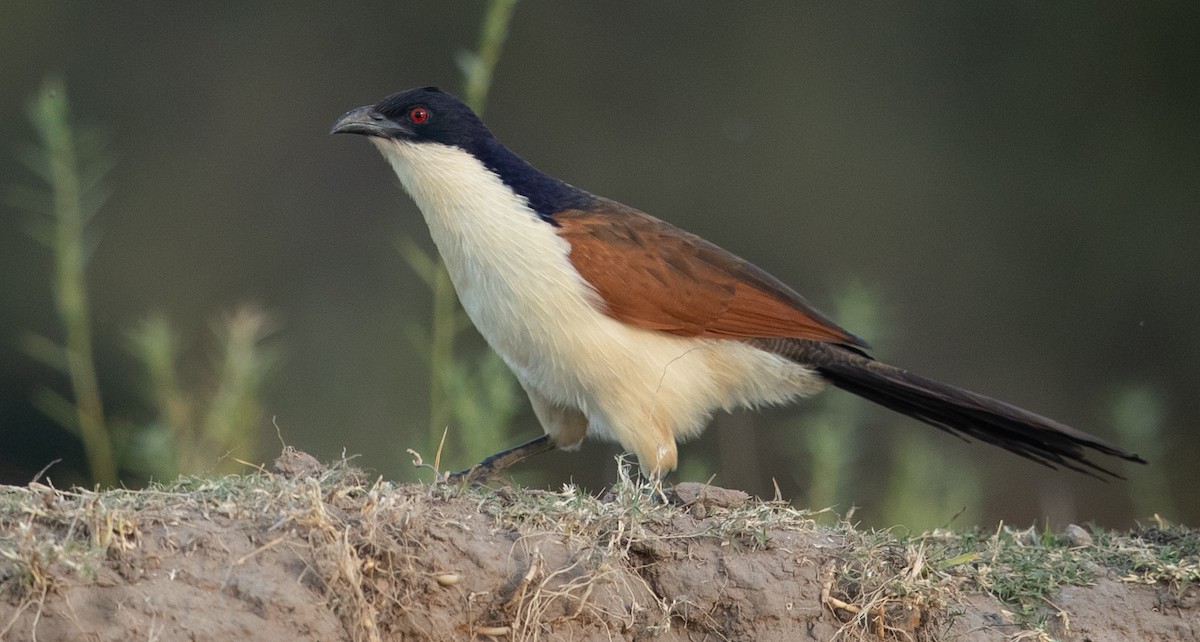 Coppery-tailed Coucal - ML584896681