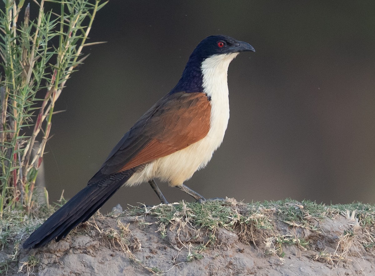 Coppery-tailed Coucal - ML584896691