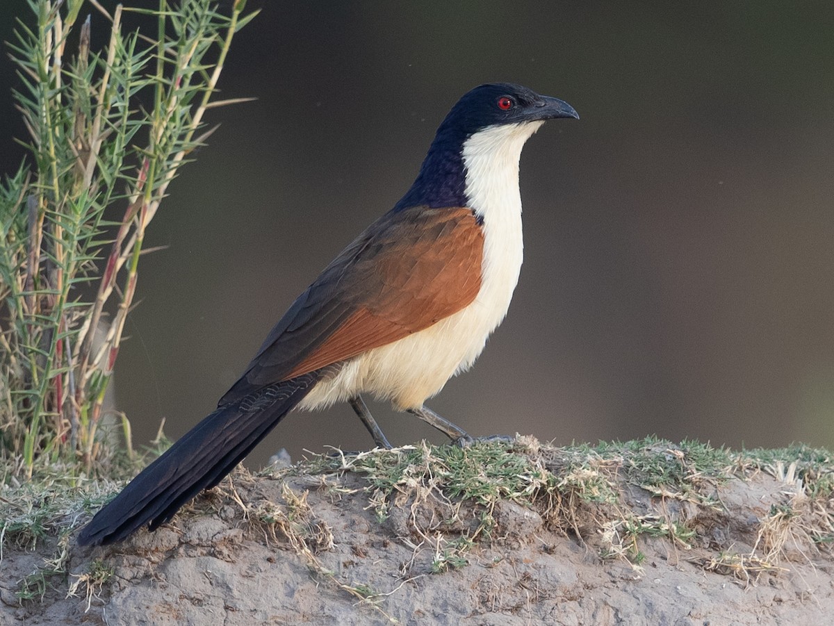 Coppery-tailed Coucal - ML584896701