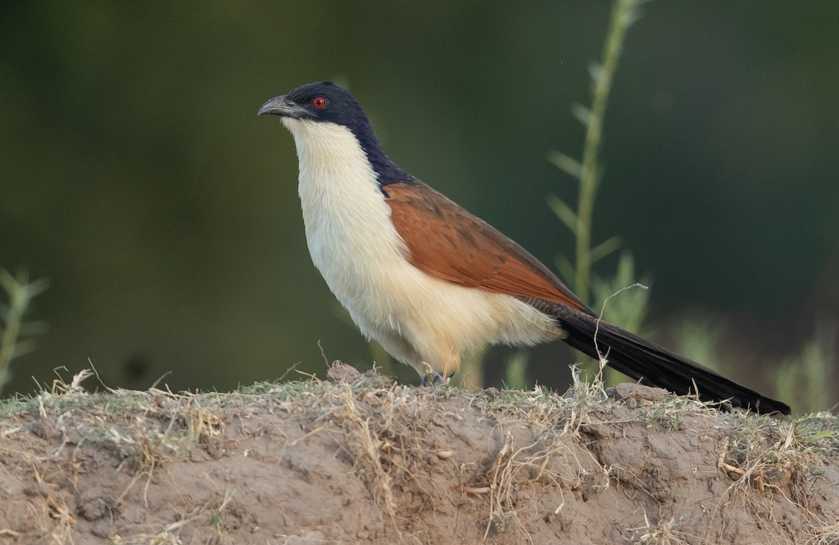 Coppery-tailed Coucal - ML584896711