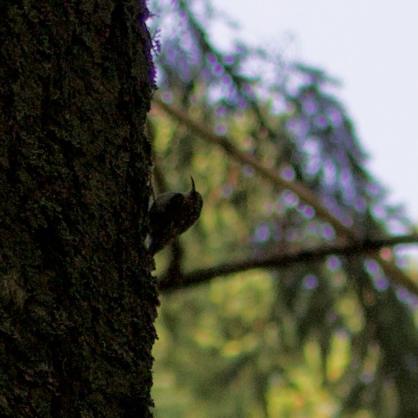 Brown Creeper - ML584896851