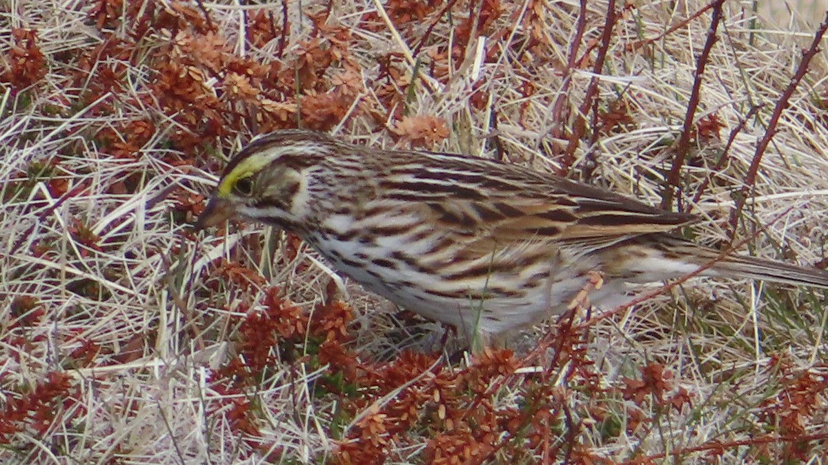 Savannah Sparrow - ML584897011
