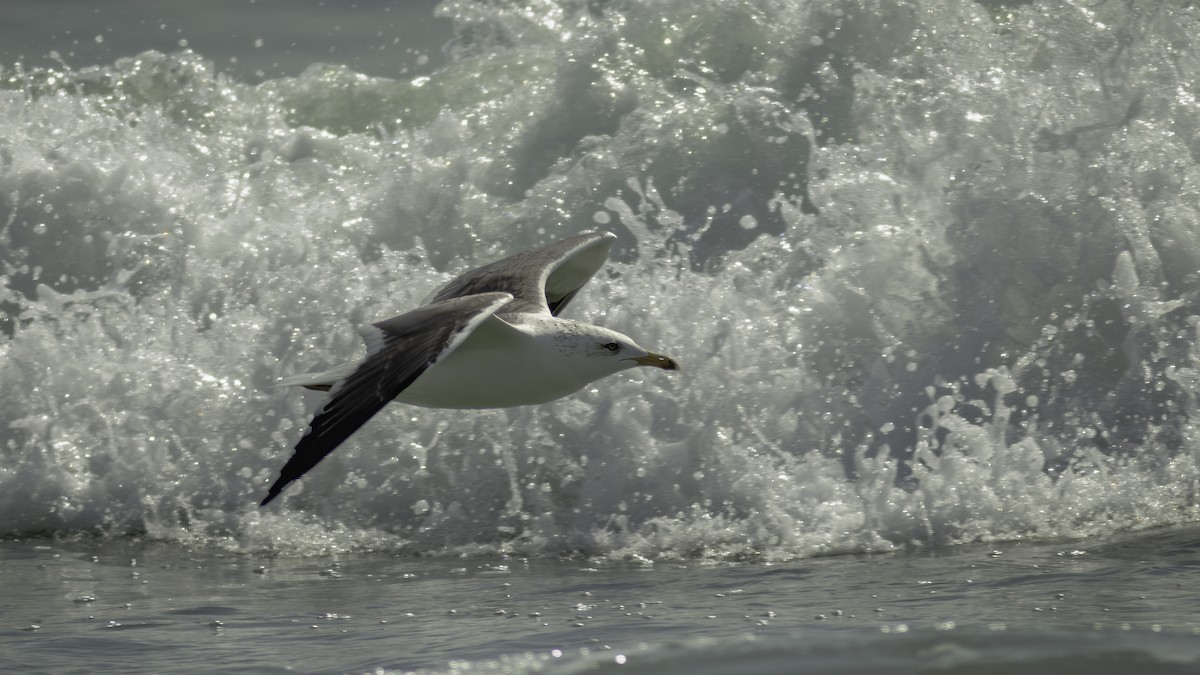 Lesser Black-backed Gull (Heuglin's) - Markus Craig