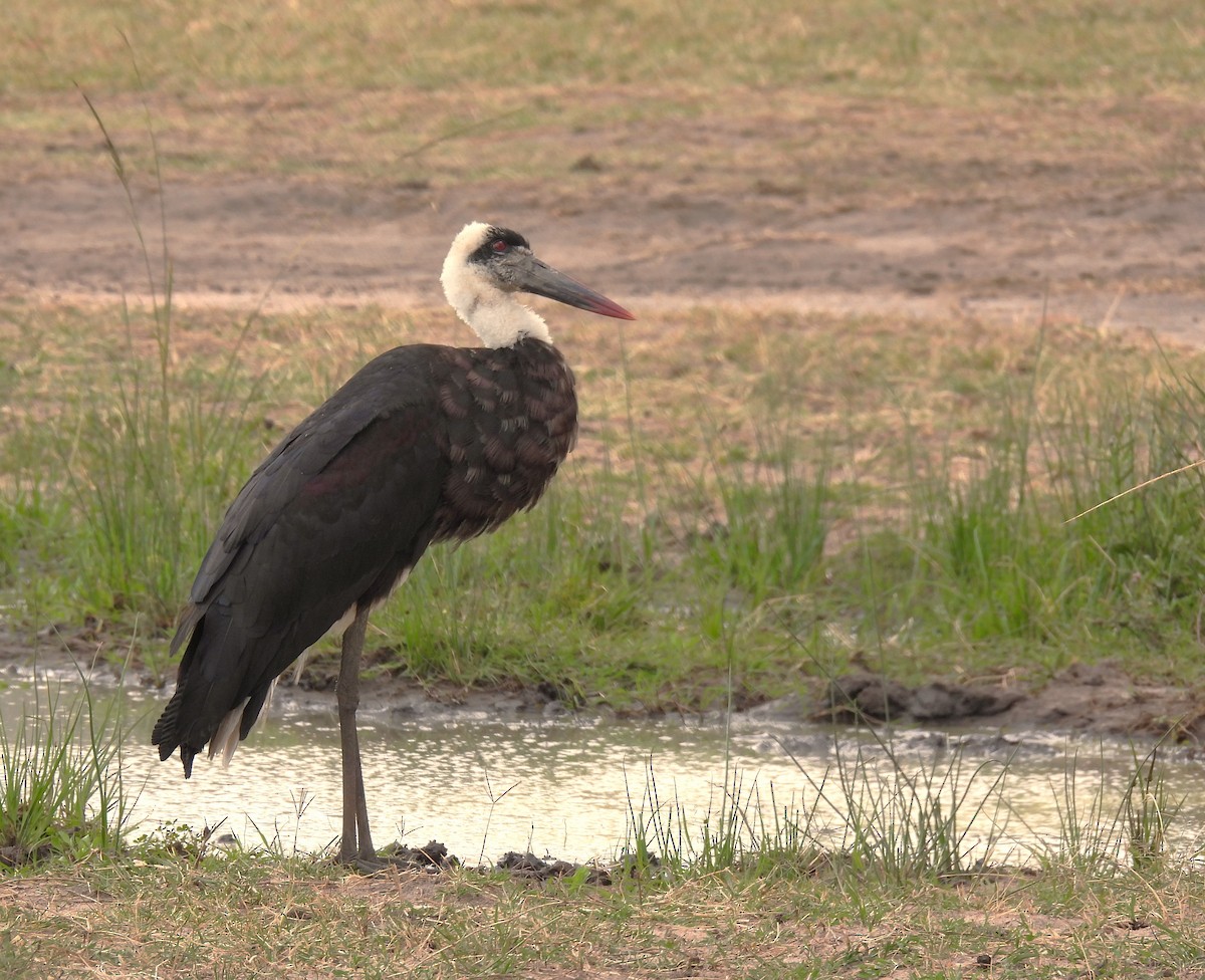 African Woolly-necked Stork - ML584897511