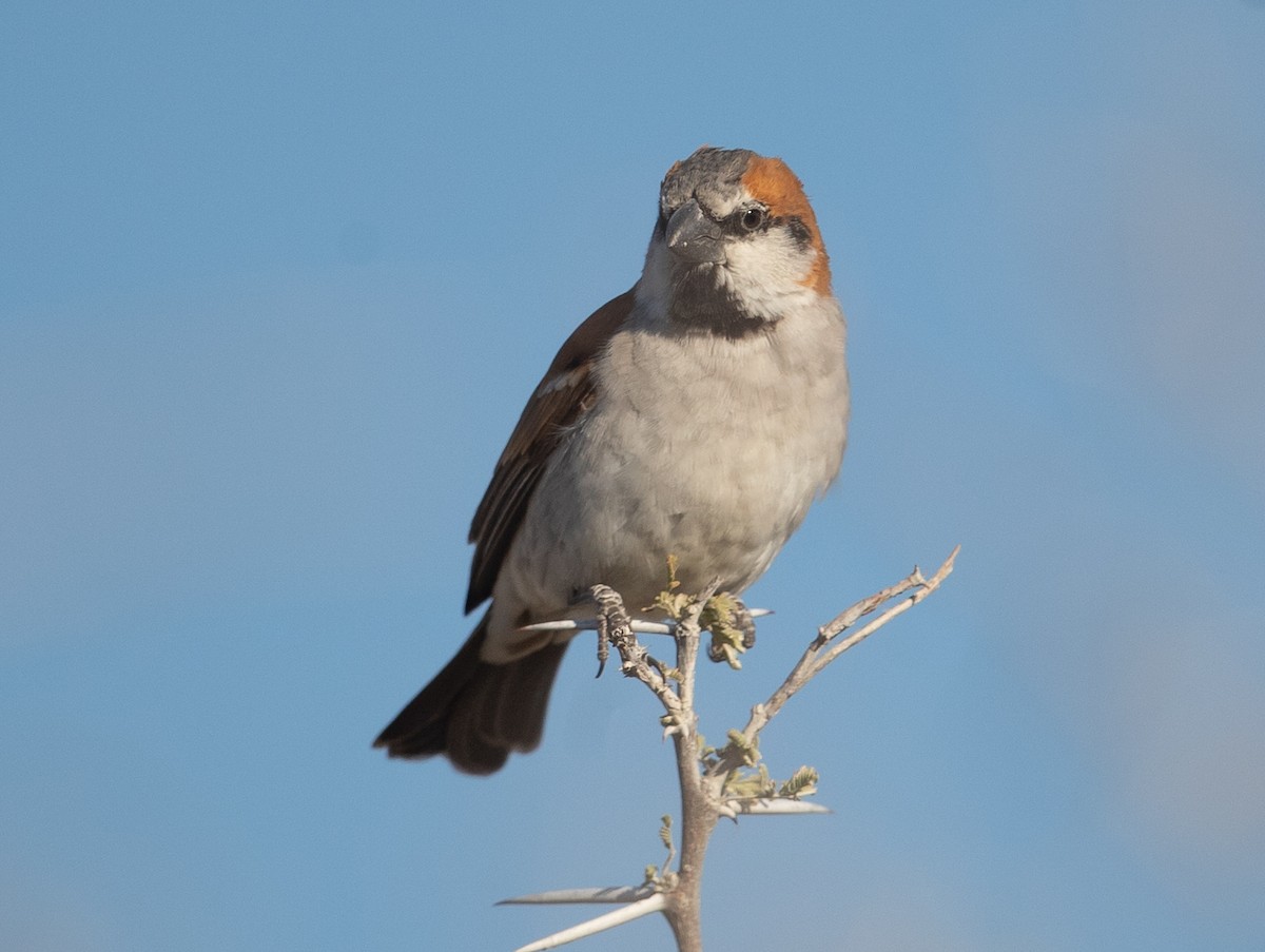 Great Rufous Sparrow - ML584897551