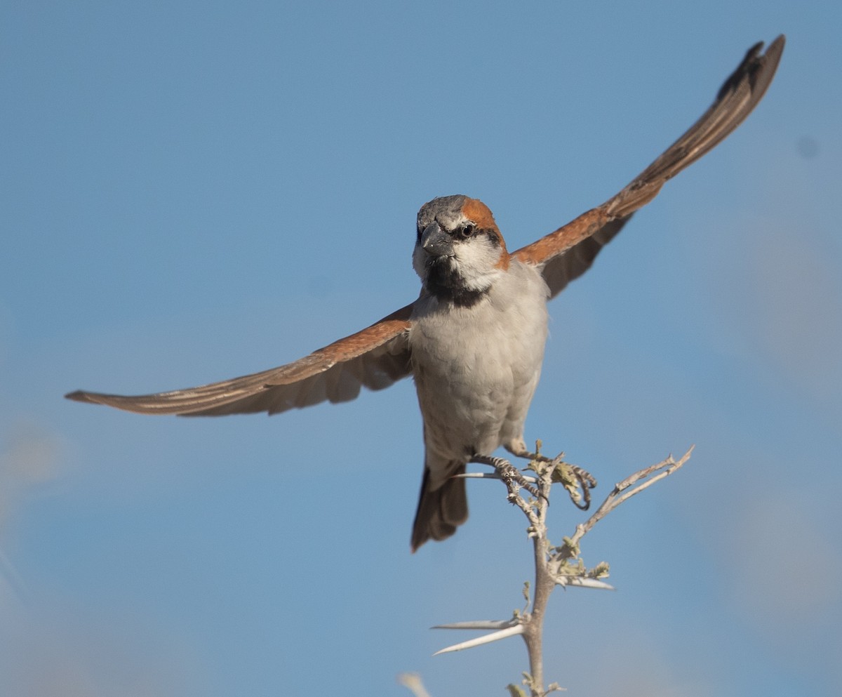 Great Rufous Sparrow - ML584897561