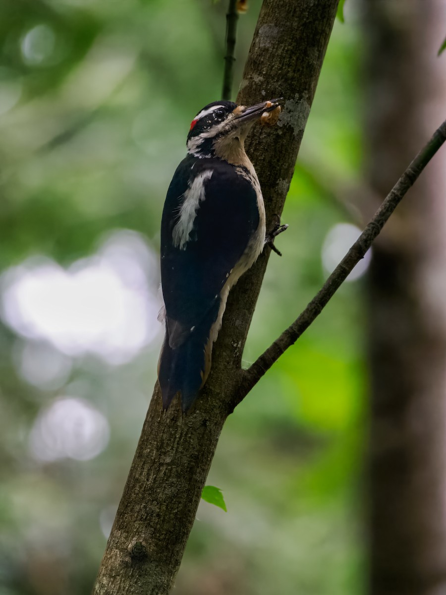 Hairy Woodpecker - ML584898041