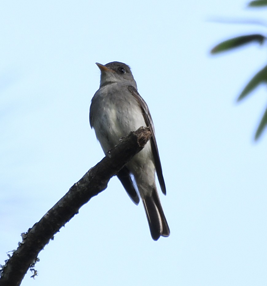 Eastern Wood-Pewee - ML584898641