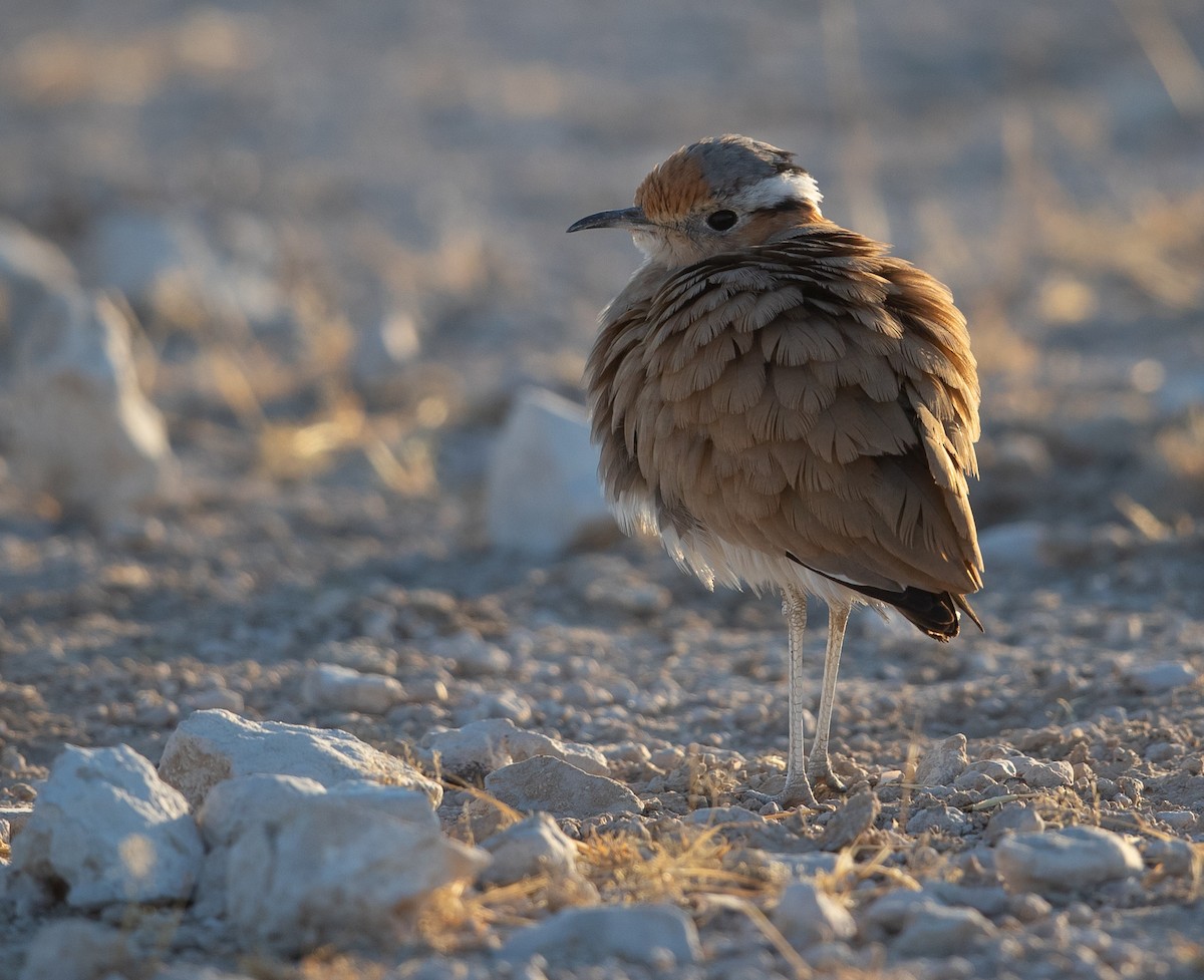 Burchell's Courser - Michael Buckham