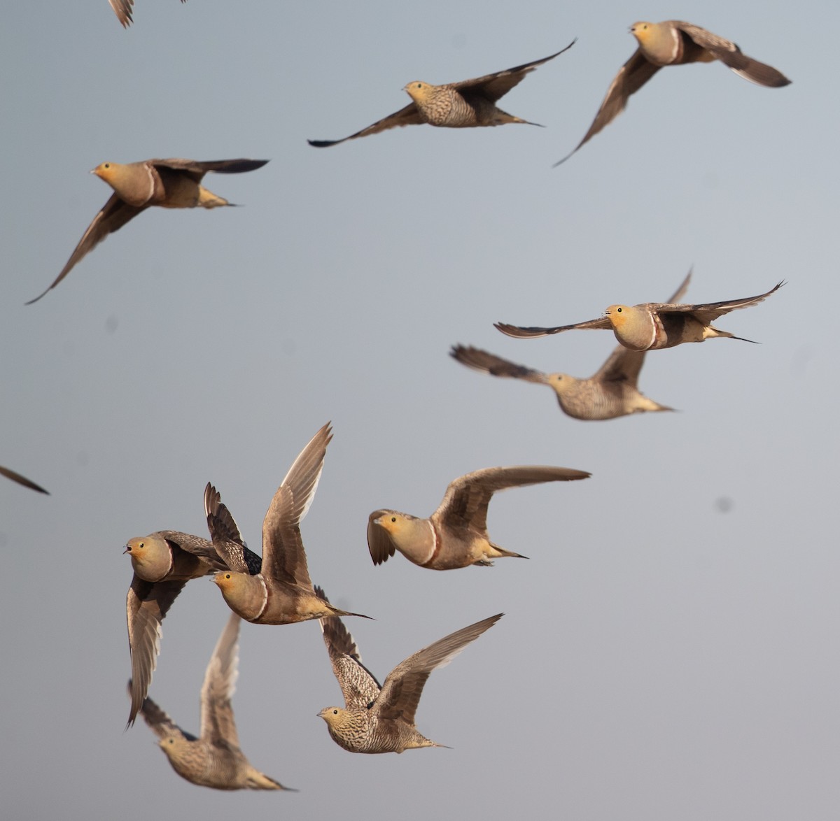 Namaqua Sandgrouse - ML584898901