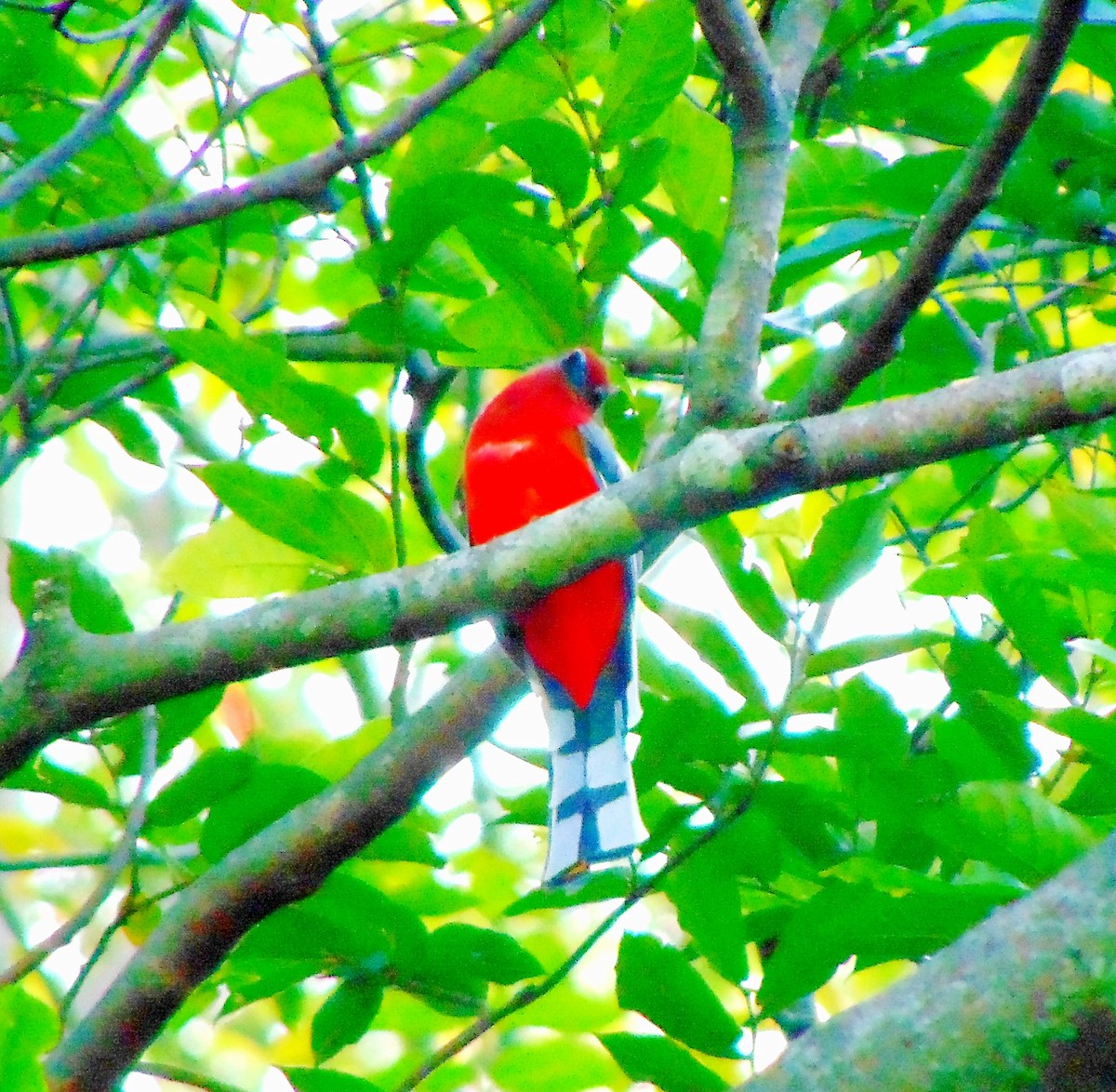 Red-headed Trogon - ML58489941