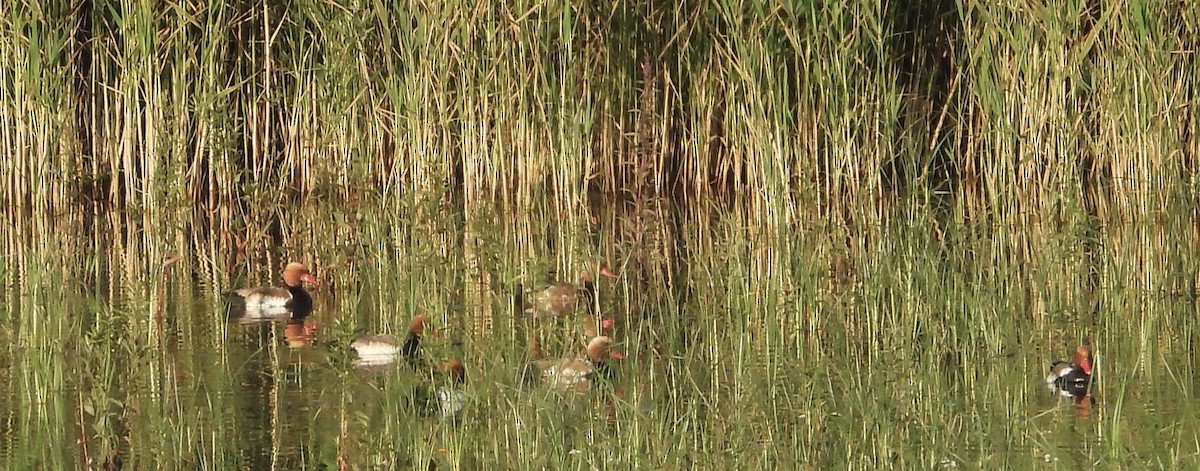 Red-crested Pochard - ML584900531