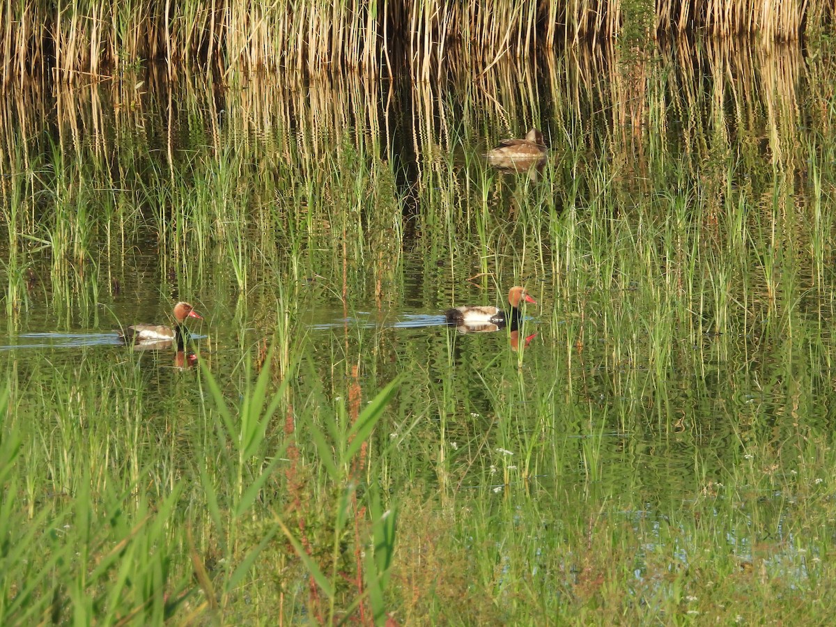 Red-crested Pochard - ML584900541