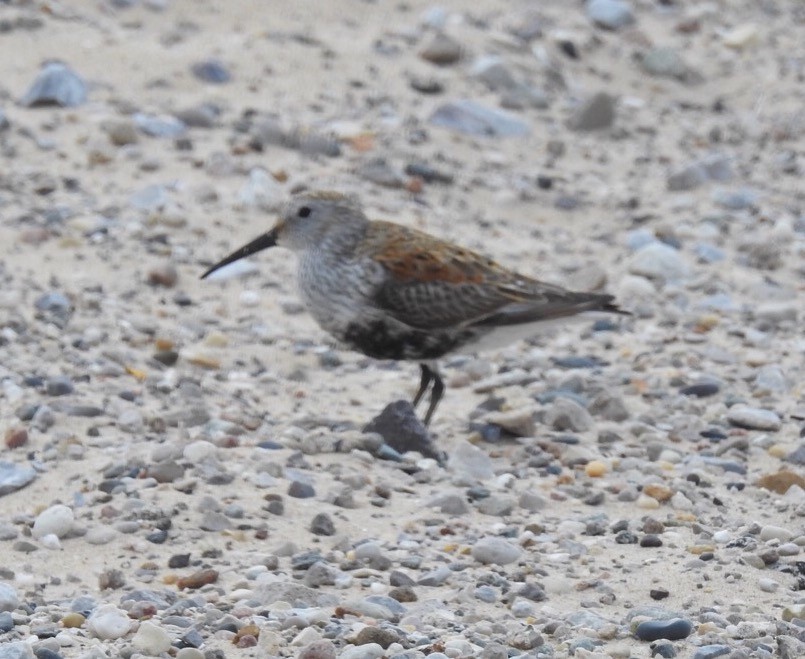 Dunlin - Beverly Dodd