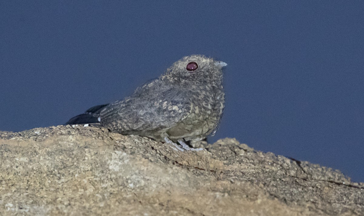 Freckled Nightjar - ML584901091