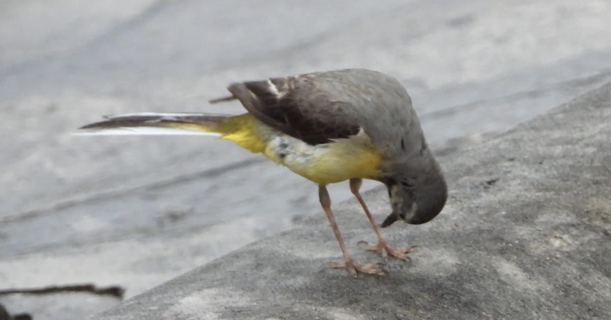 Gray Wagtail - Mark Wilson