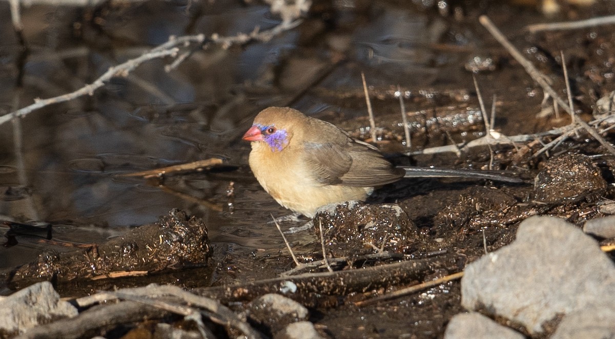 Violet-eared Waxbill - Michael Buckham