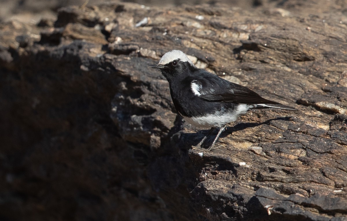 Mountain Wheatear - ML584902271