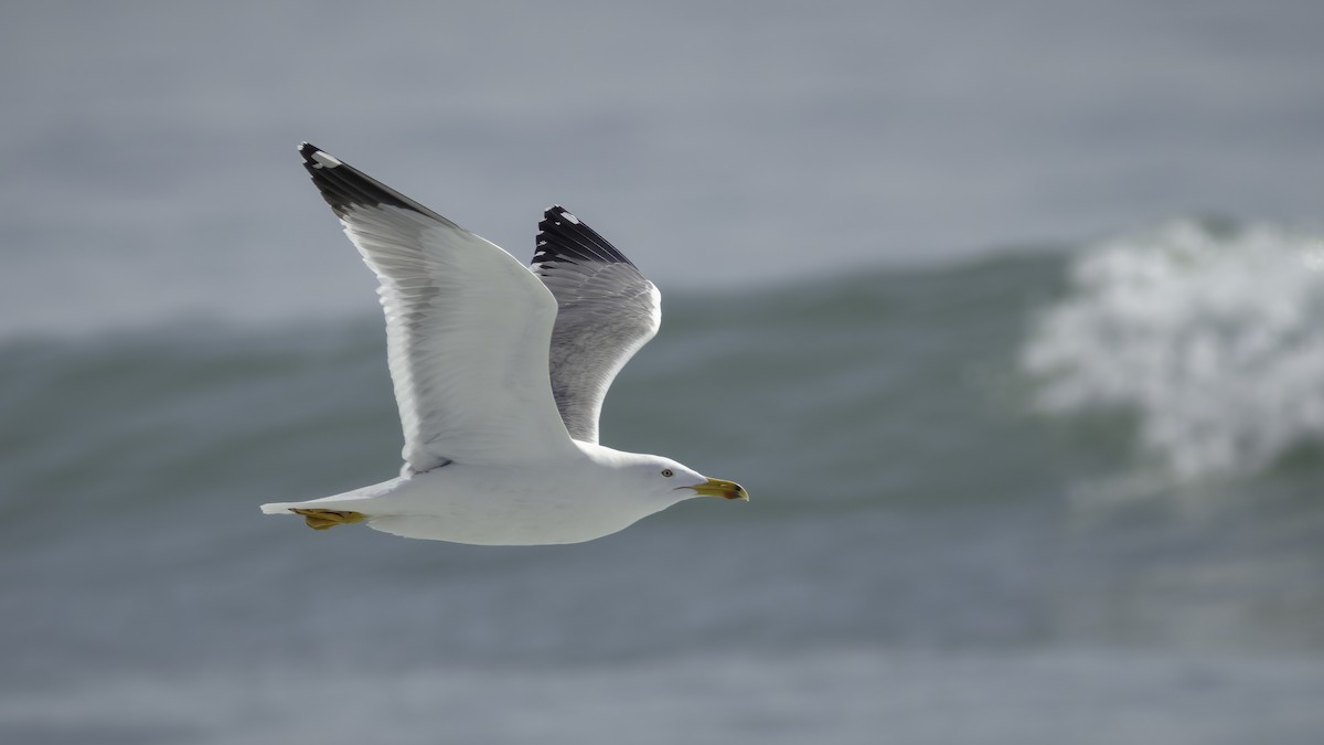 Lesser Black-backed Gull (Steppe) - Markus Craig