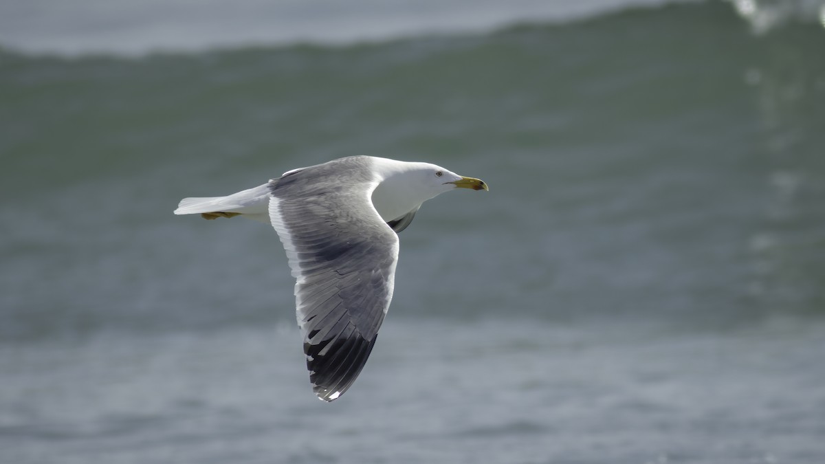 Lesser Black-backed Gull (Steppe) - Markus Craig