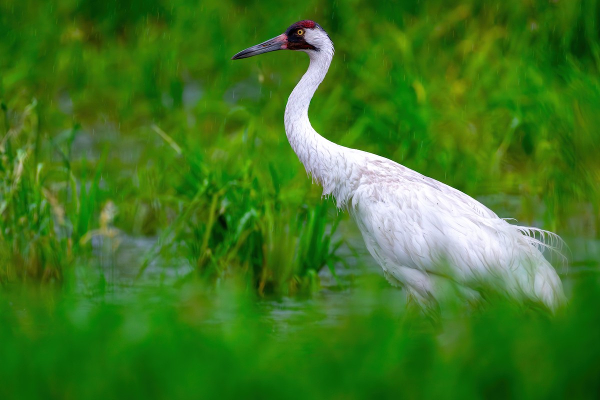 Whooping Crane - ML584903901