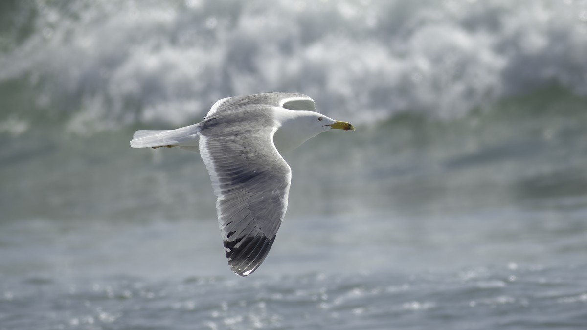 Lesser Black-backed Gull (Steppe) - ML584904881