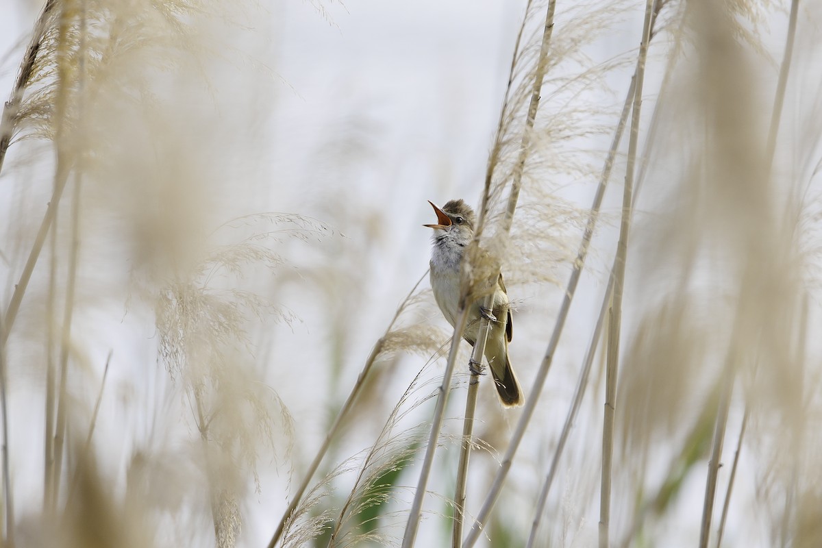Great Reed Warbler - ML584904911