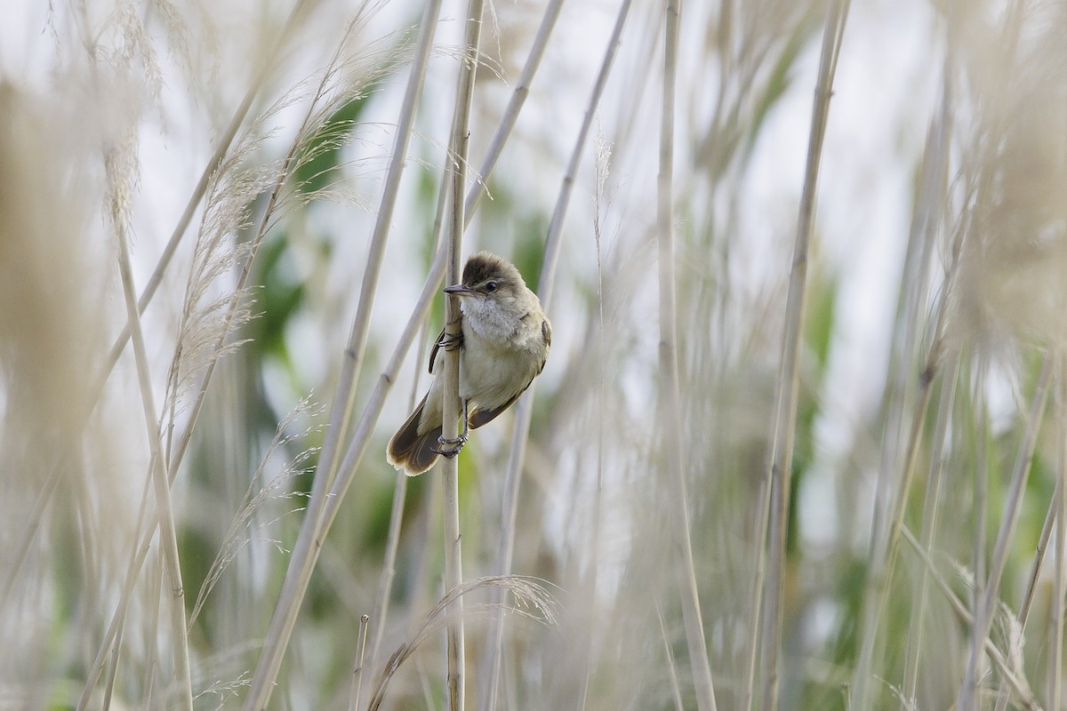 Great Reed Warbler - ML584904921