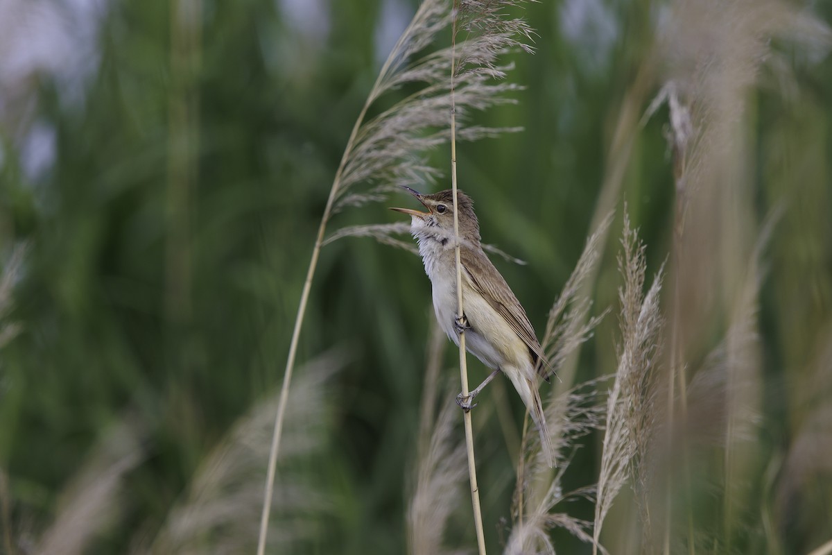Great Reed Warbler - ML584905051