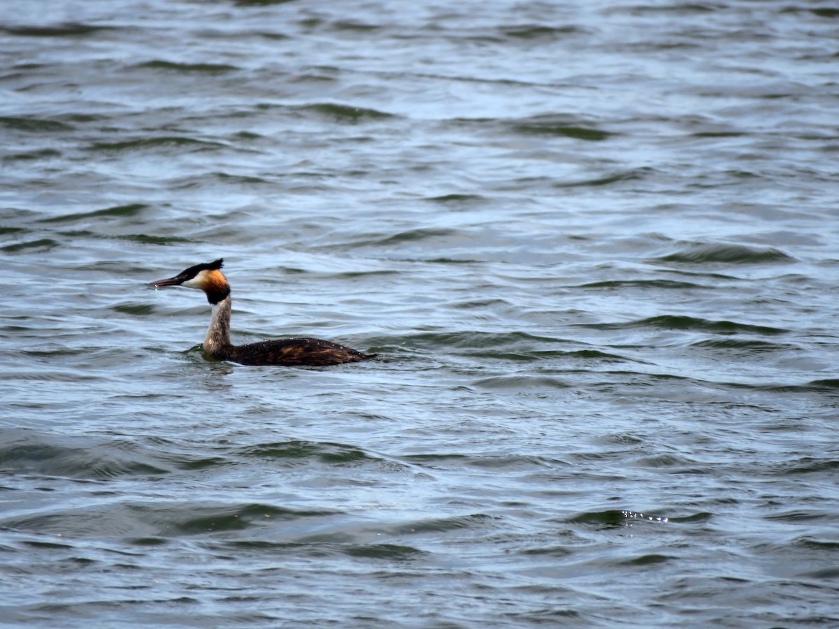 Great Crested Grebe - ML584906471