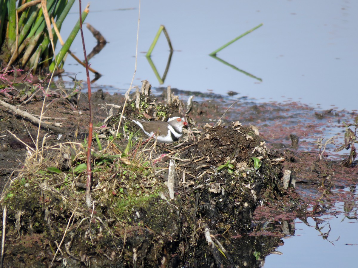 Three-banded Plover - ML584906761
