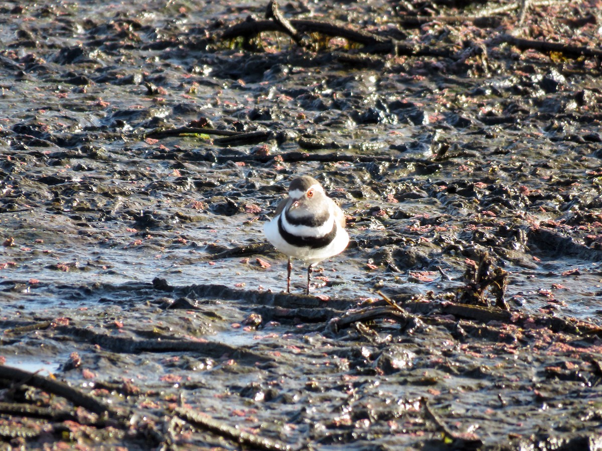 Three-banded Plover - ML584906771