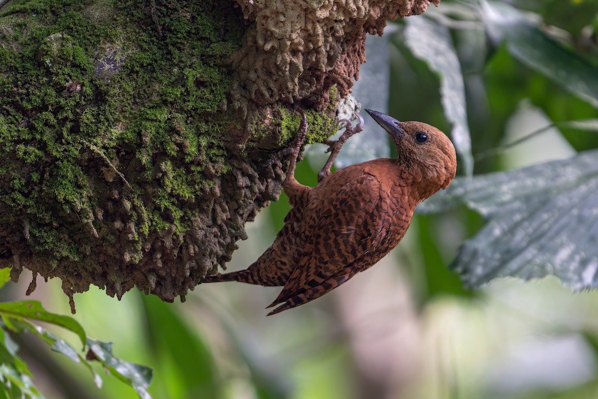 Rufous Woodpecker - ML584907041