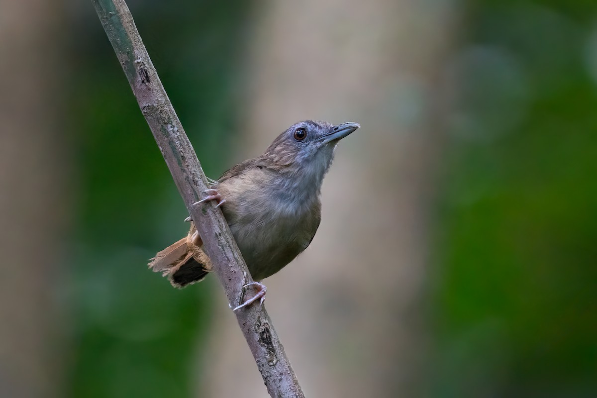 Abbott's Babbler - ML584907071