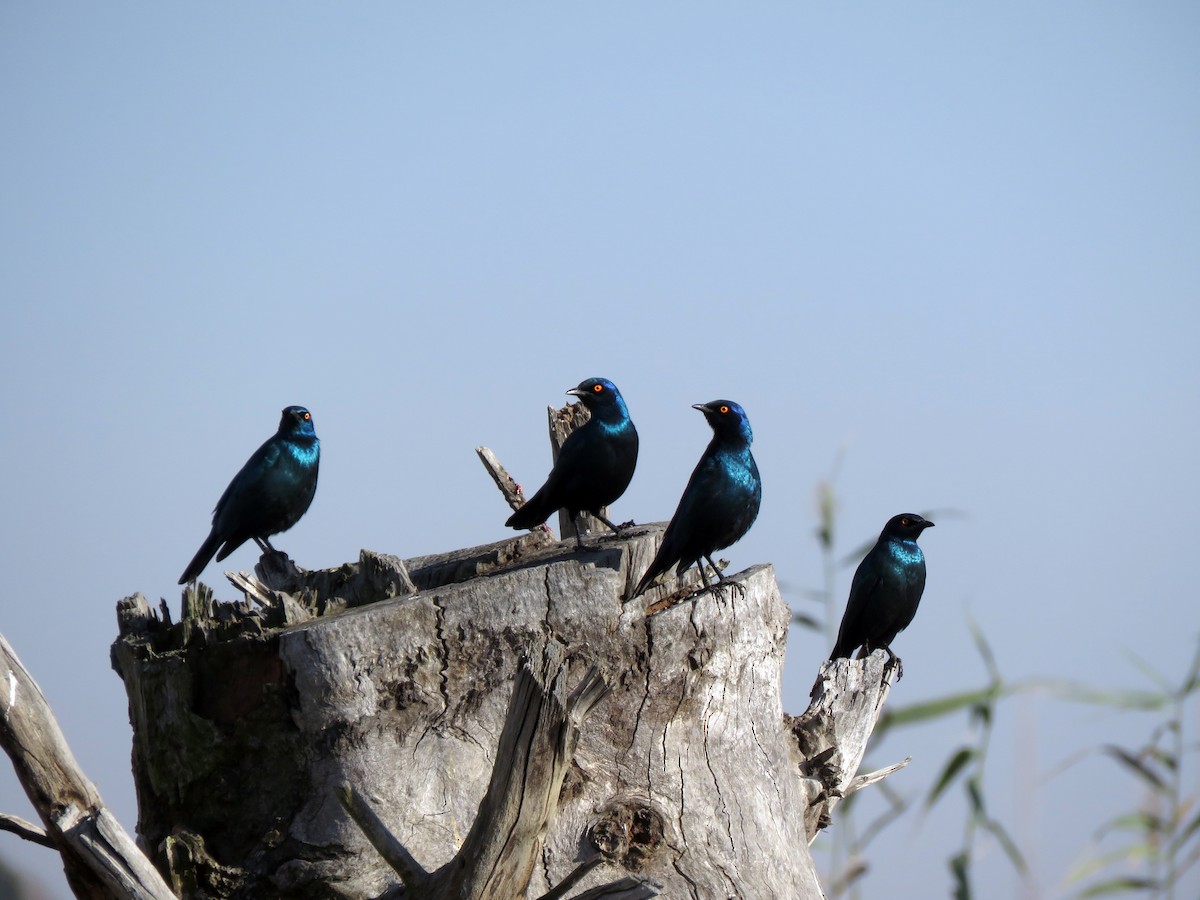 Cape Starling - ML584907161