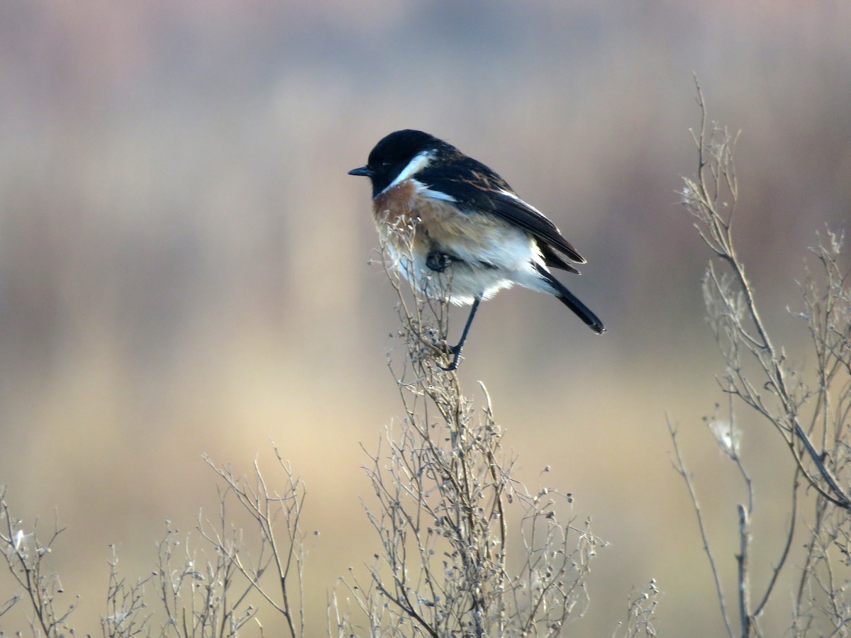 African Stonechat - Michael  Livingston