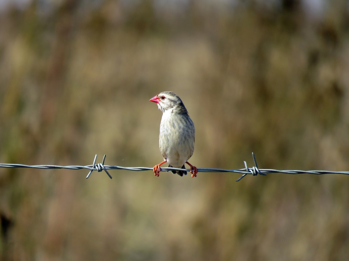 Red-billed Quelea - ML584907341