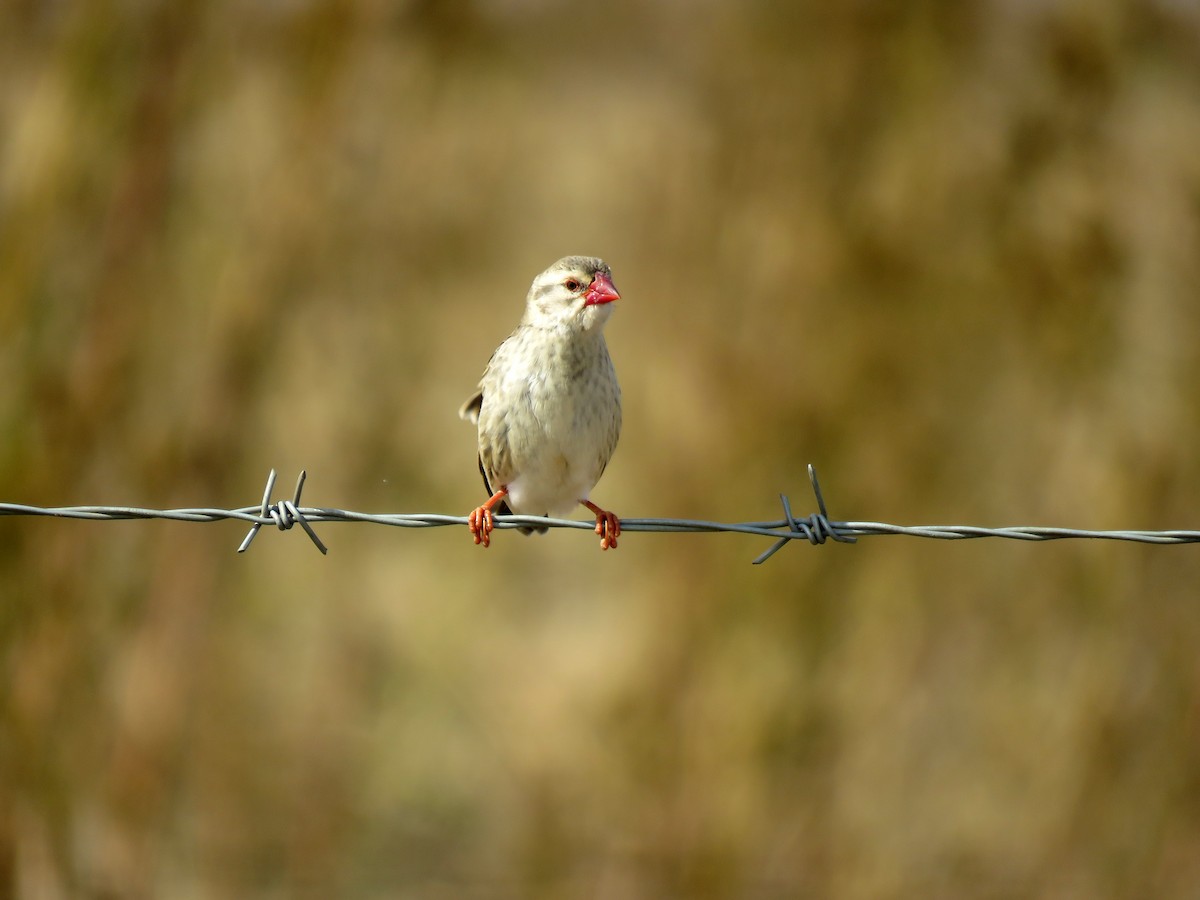 Red-billed Quelea - ML584907351