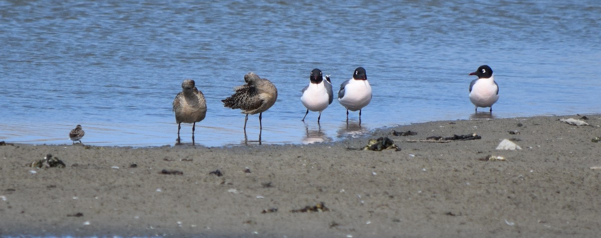 Franklin's Gull - ML58490741