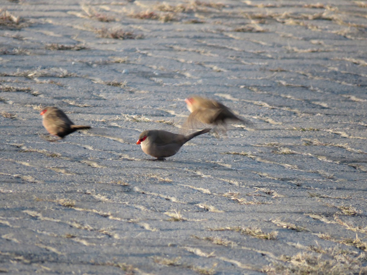 Common Waxbill - Michael  Livingston