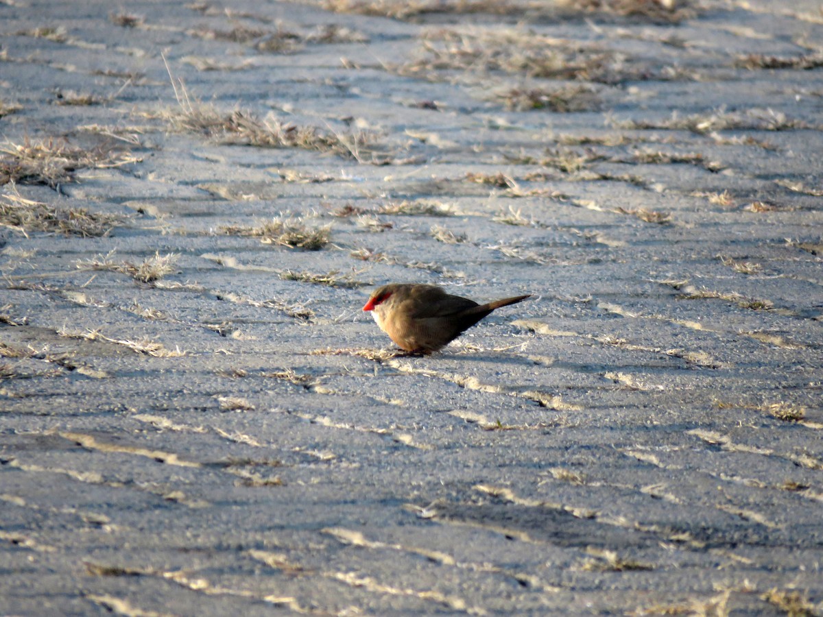 Common Waxbill - ML584907421