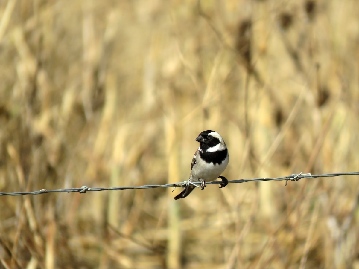 Cape Sparrow - ML584907461