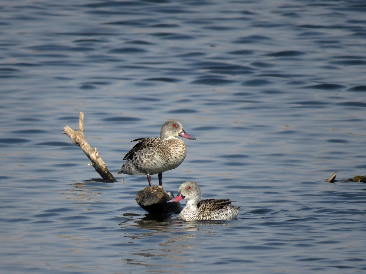 Cape Teal - ML584907601