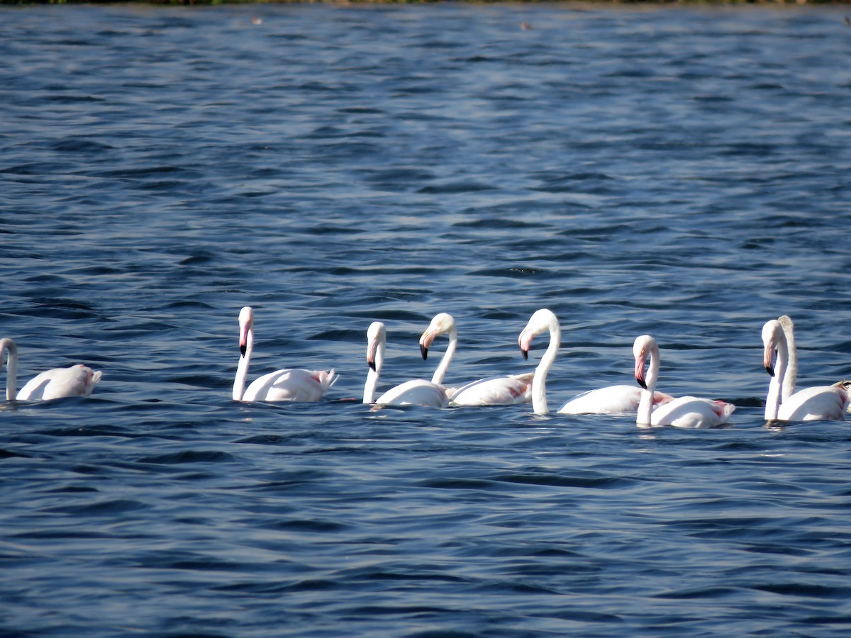 Greater Flamingo - ML584907741