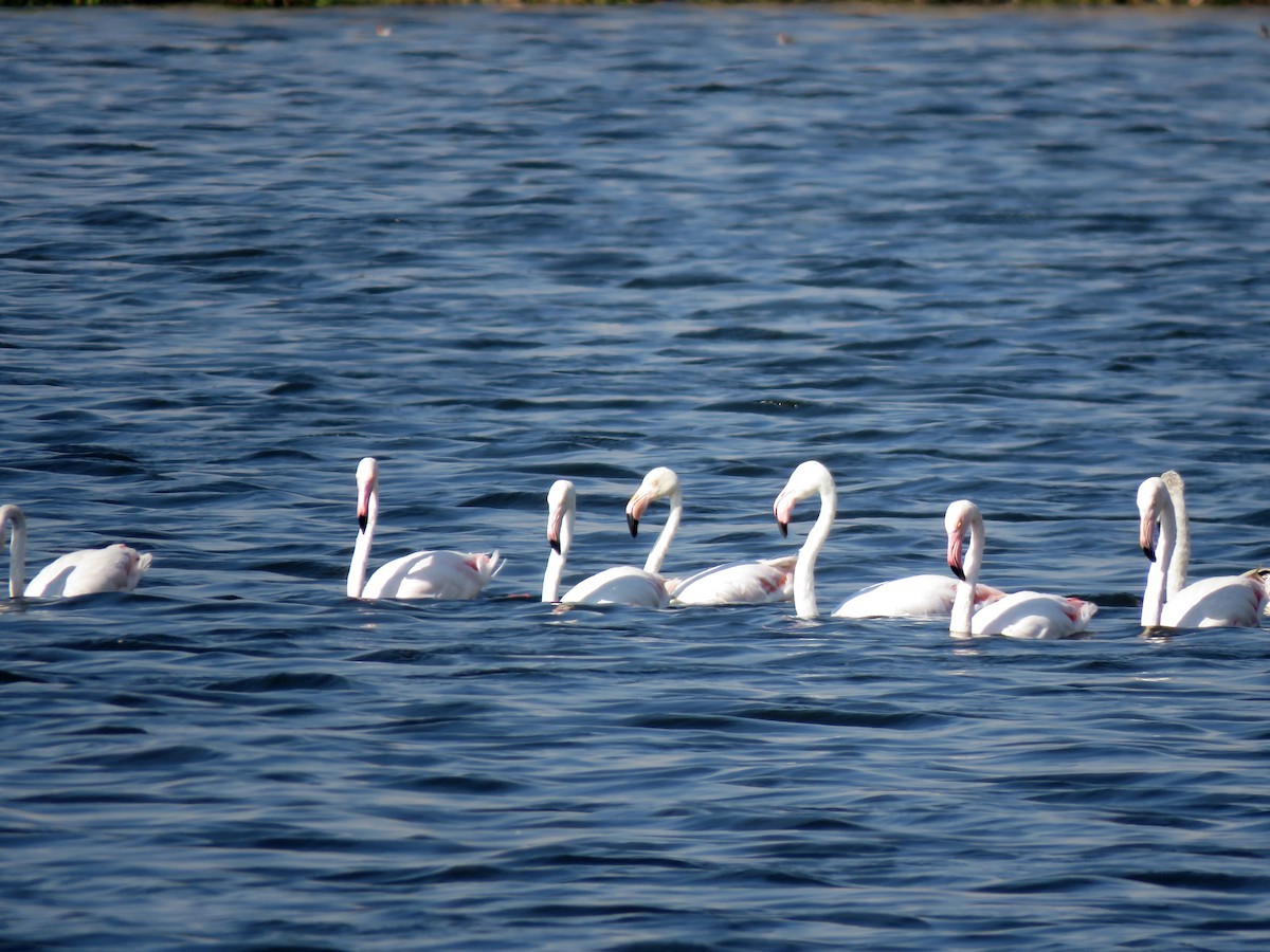 Flamant rose - ML584907741