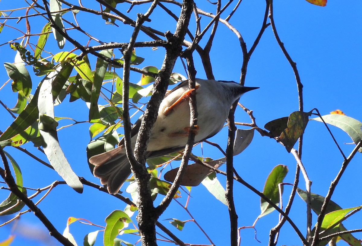 Black-chinned Honeyeater - ML584908201