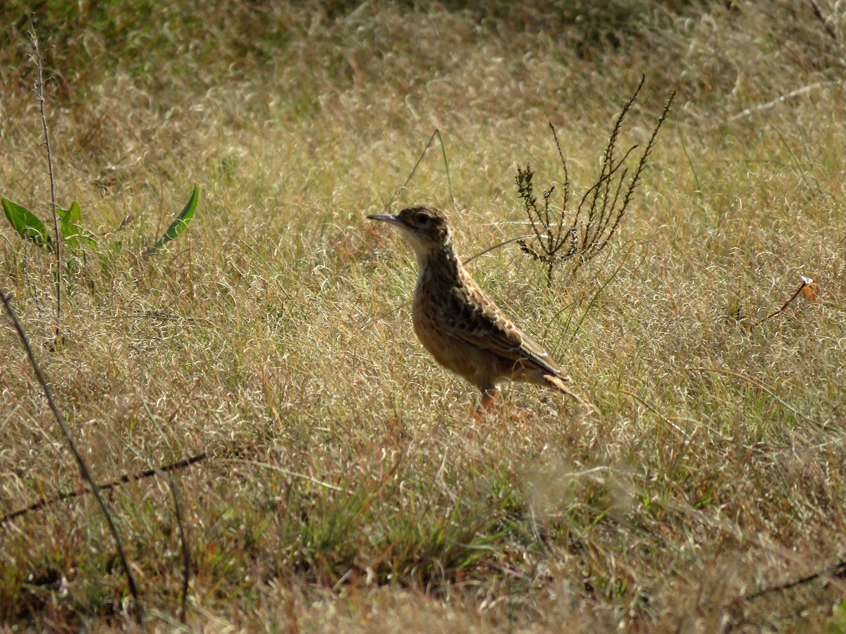 Spike-heeled Lark - ML584908521