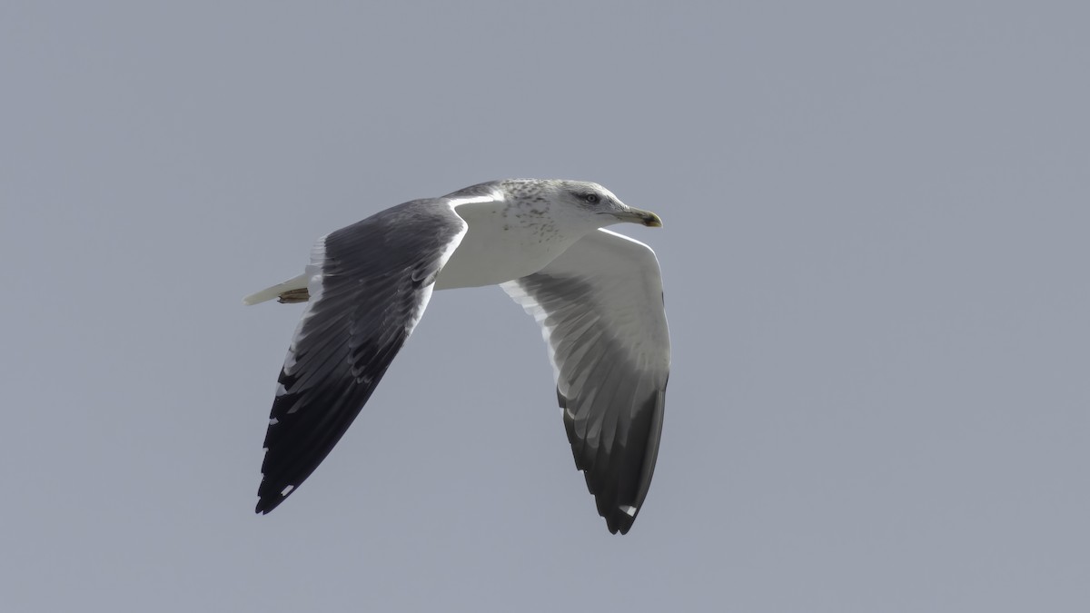 Lesser Black-backed Gull (Heuglin's) - ML584908811